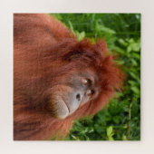 Orang-oetans bedachtzame blik legpuzzel (Horizontaal)