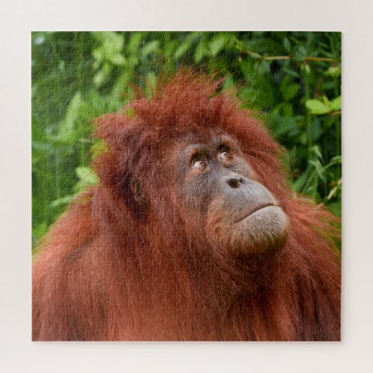 Orang-oetans bedachtzame blik legpuzzel (Verticaal)