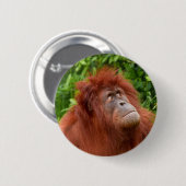 Orang-oetans bedachtzame blik ronde button 5,7 cm (Voorkant /achterkant)