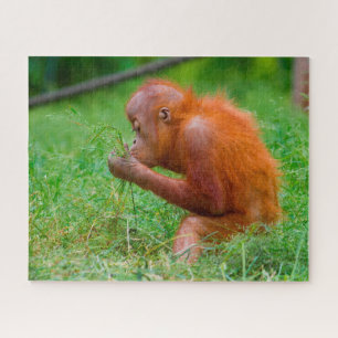 Orang-oetans. Legpuzzel