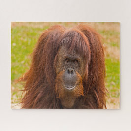 Orang-oetans. Legpuzzel