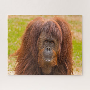 Orang-oetans. Legpuzzel
