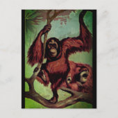 orang-oetans op een boom briefkaart (Voorkant)