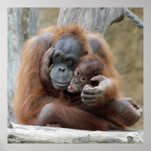 Orang Utan 001 Poster (Voorkant)
