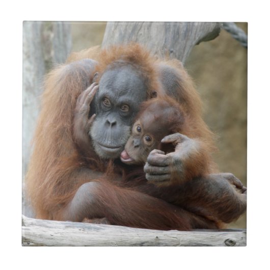 Orang Utan 001 Tegeltje (Voorkant)