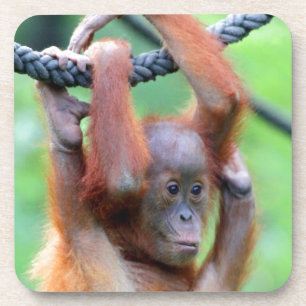 Orang Utan 029 Onderzetter