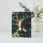 Orang utan in het Briefkaart Borneo (Staand voorkant)