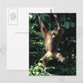 Orang utan in het Briefkaart Borneo (Voorkant / Achterkant)
