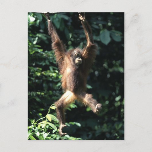 Orang utan in het Briefkaart Borneo (Voorkant)