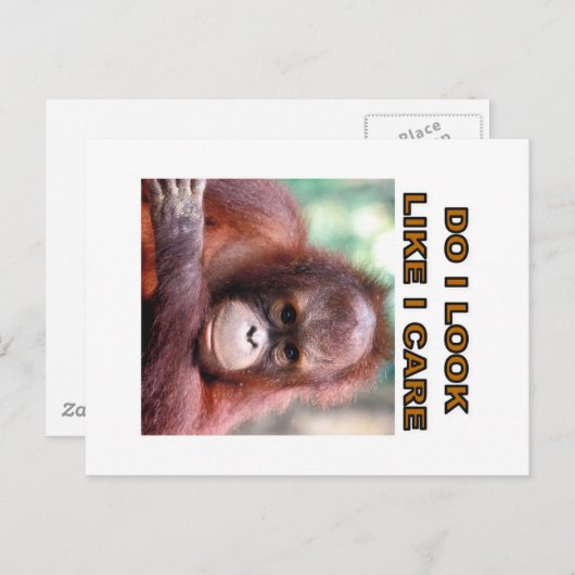 orangatang briefkaart (Voorkant / Achterkant)