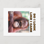orangatang briefkaart (Voorkant)