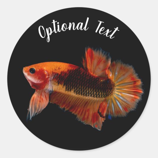 Orange Betta Fighting Fish Ronde Sticker (Voorkant)