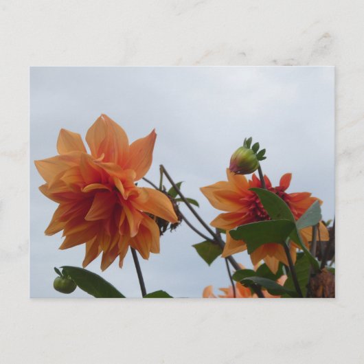 Orange Dahlia's in Blue Autumn Sky DIY Postcard Feestdagenkaart (Voorkant)