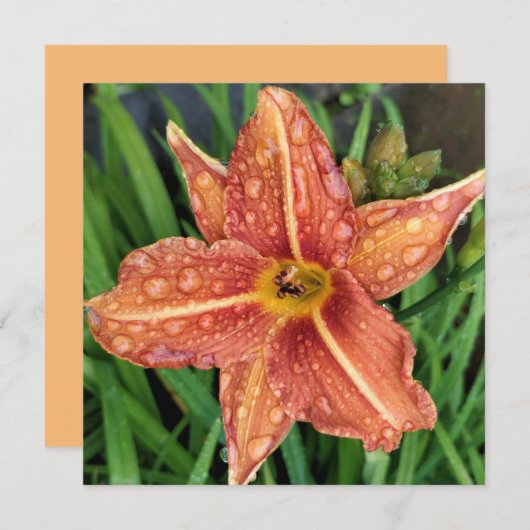 Orange Day Lily Greetings Card Notitiekaartje (Voorkant / Achterkant)
