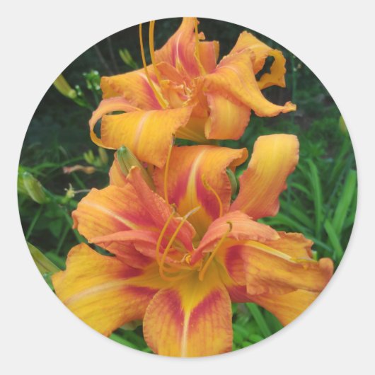 Orange Daylily Blooms Ronde Sticker (Voorkant)
