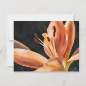 Orange Lily Flower Art Note Card Set Notitiekaartje (Voorkant)