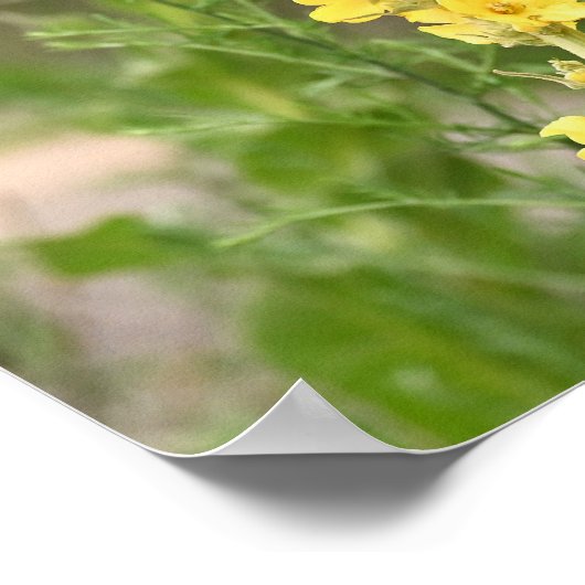 Orange Mullein Flowers Poster (Hoek)