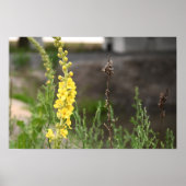 Orange Mullein Flowers Poster (Voorkant)