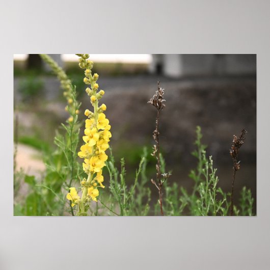 Orange Mullein Flowers Poster (Voorkant)