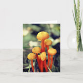 Orange Mushrooms Nature Photography  Notitiekaartje (Voorkant)