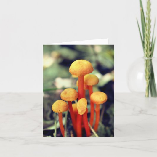 Orange Mushrooms Nature Photography  Notitiekaartje (Voorkant)