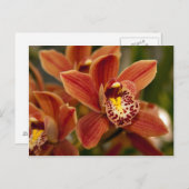 Orange Orchid Flowers Briefkaart (Voorkant / Achterkant)