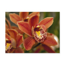 Orange Orchid Flowers