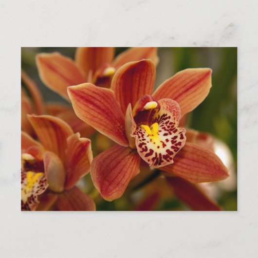 Orange Orchid Flowers Briefkaart (Voorkant)