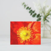 Orange Poppy Postcard Briefkaart (Staand voorkant)