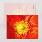 Orange Poppy Postcard Briefkaart (Voorkant / Achterkant)
