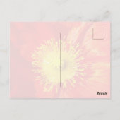 Orange Poppy Postcard Briefkaart (Achterkant)