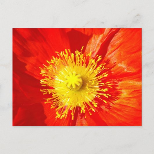 Orange Poppy Postcard Briefkaart (Voorkant)