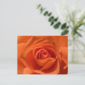 Orange Rose Photo Postcard Briefkaart (Staand voorkant)