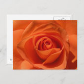 Orange Rose Photo Postcard Briefkaart (Voorkant / Achterkant)