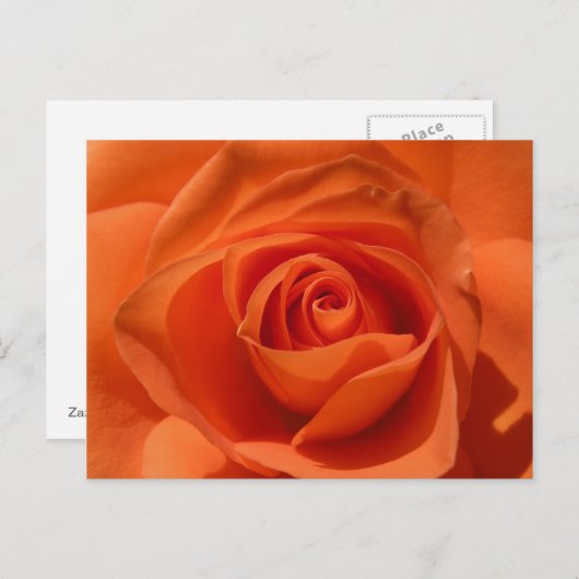 Orange Rose Photo Postcard Briefkaart (Voorkant / Achterkant)