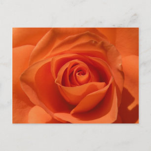 Orange Rose Photo Postcard Briefkaart