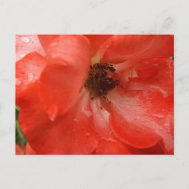 Orange Rose Postcard Briefkaart