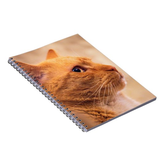 Orange Tabby Cat Notebook Curious Feline Notebook Notitieboek (Rechterzijde)