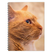 Orange Tabby Cat Notebook Curious Feline Notebook Notitieboek (Voorkant)