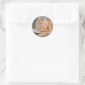 Orange Tabby cat  Ronde Sticker (Tas)