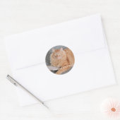Orange Tabby cat  Ronde Sticker (Envelop)