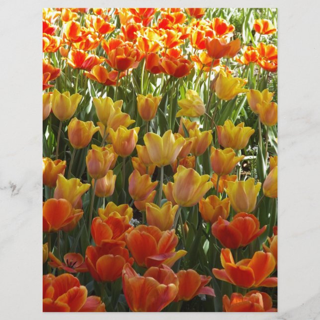 Orange-&-Yelow-Tulips.jpg (Voorkant)