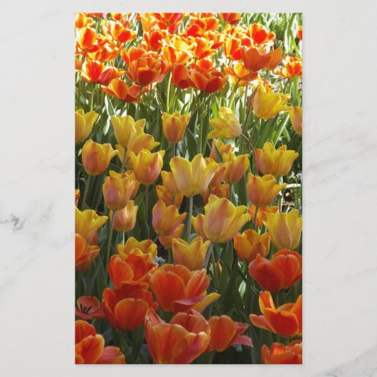 Orange-&-Yelow-Tulips.jpg Briefpapier (Voorkant)