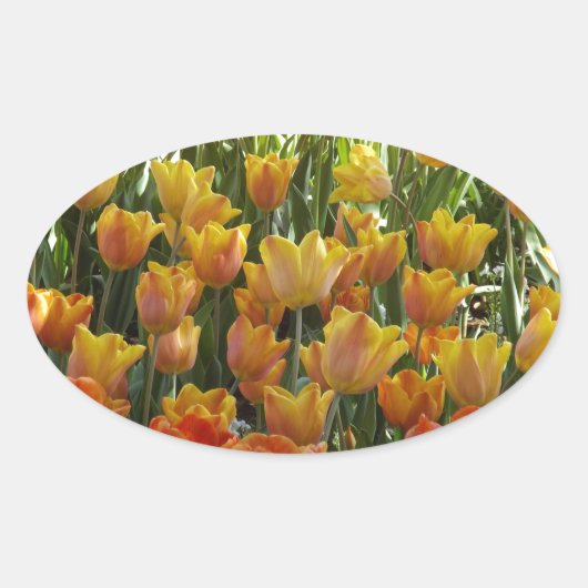 Orange-&-Yelow-Tulips.jpg Ovale Sticker (Voorkant)