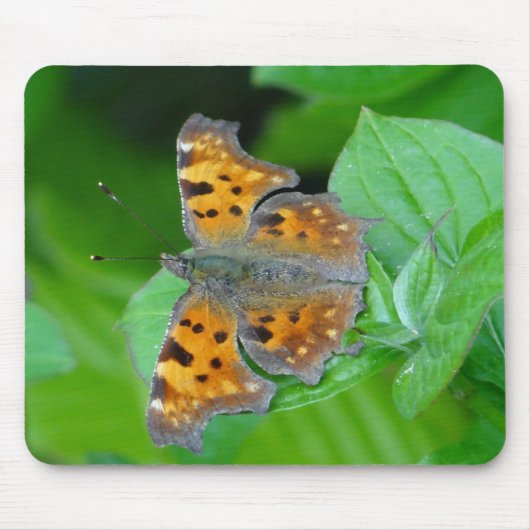 Oranger Schmetterling Muismat (Voorkant)