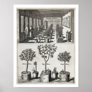 Orangery, van "De Nederlandze Hesperides" door Jan Poster