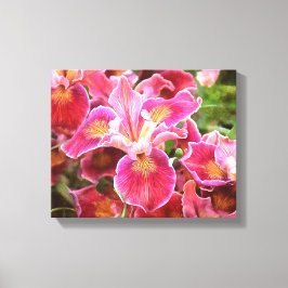 Orangish Pink Iris Canvas Afdruk