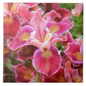 Orangish Pink Iris Tegeltje (Voorkant)