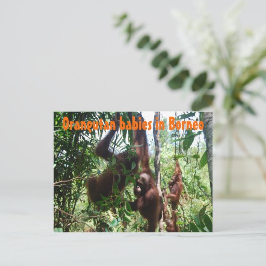 Orangutaanse baby's op Borneo Briefkaart (Staand voorkant)
