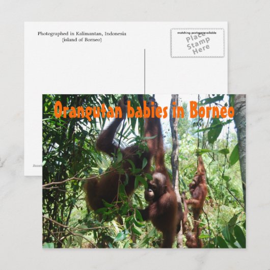Orangutaanse baby's op Borneo Briefkaart (Voorkant / Achterkant)